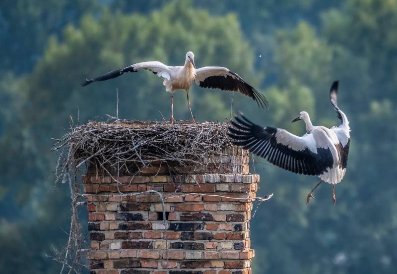 Professional Chimney Animal Removal Services in Groveland, Massachusetts