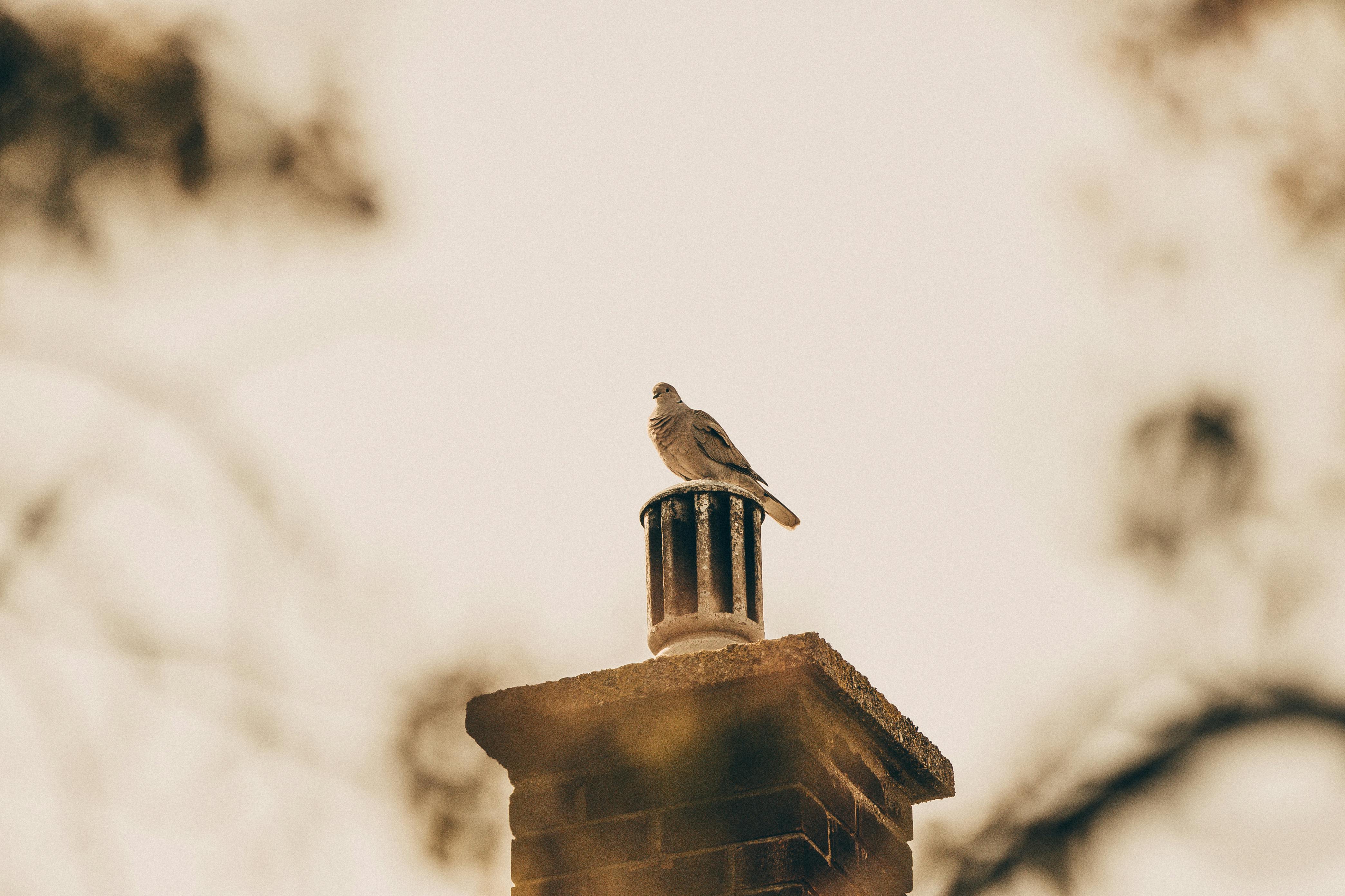 Quality Chimney Caps and Dampers Installation in Groveland, MA Professional Chimney Cap and Damper In Groveland Massachusetts
